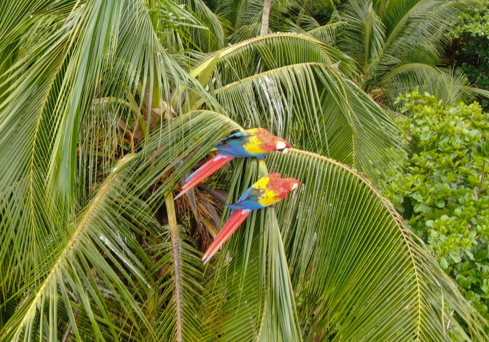 Scarlet macaws in Costa Rica. Photo: Joshua ten Brink / WildPhotography.com