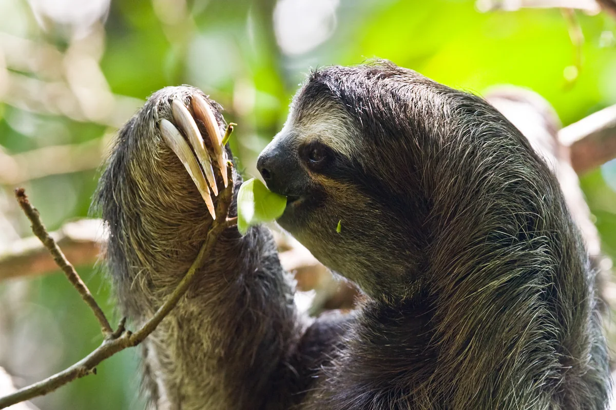A three-toed sloth (representative)