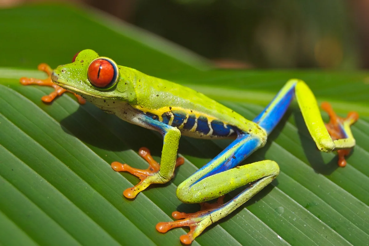 A red-eyed tree frog (representative)