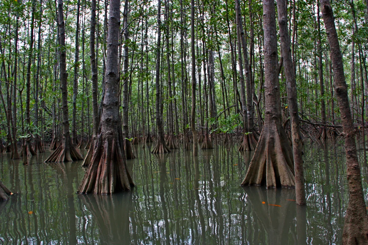 Mangroves at Isla Damas near Quepos